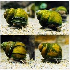 マルタニシSサイズ3匹の画像