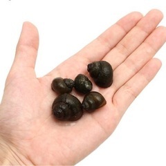 マルタニシSサイズ3匹の画像