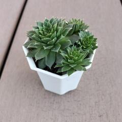 値下げしました‼　　多肉植物‼　　センペルビウム‼