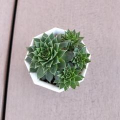値下げしました‼　　多肉植物‼　　センペルビウム‼の画像
