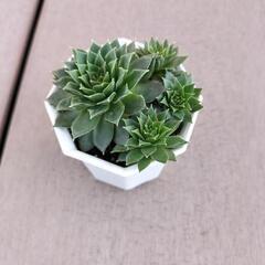 値下げしました‼　　多肉植物‼　　センペルビウム‼の画像