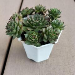値下げしました‼　　多肉植物‼　　センペルビウム‼の画像