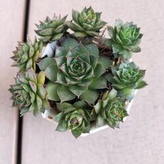 値下げしました‼　　多肉植物‼　　センペルビウム‼