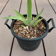 アガベ‼多肉植物‼ベネズエラ‼の画像