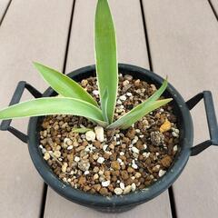 アガベ‼多肉植物‼ベネズエラ‼の画像