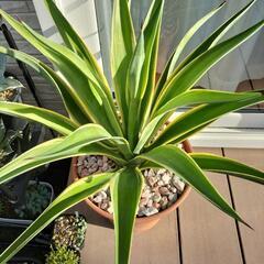 アガベ‼多肉植物‼ベネズエラ‼の画像