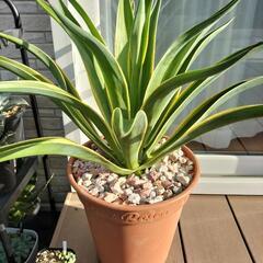 アガベ‼多肉植物‼ベネズエラ‼