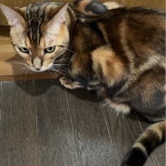 大阪、京都、奈良の方★甘えん坊ベンガルマーブル！オス6歳くらい⭐︎成猫 - 里親募集