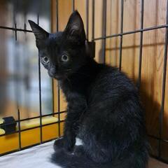美男の黒猫くん