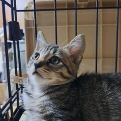 美男キジトラくん