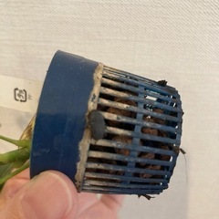 【結論】オオトックリゴミムシだと思われます！みなさまのヒントのお...