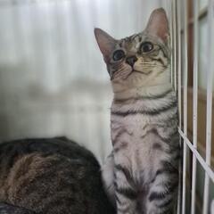 美猫のサバトラちゃん