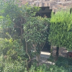 金木犀キンモクセイ　 無料で差し上げます◆ガーデニング•植木•苗◆の画像