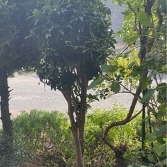 金木犀キンモクセイ　 無料で差し上げます◆ガーデニング•植木•苗◆の画像