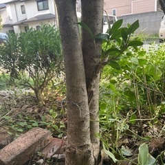金木犀キンモクセイ　 無料で差し上げます◆ガーデニング•植木•苗◆の画像