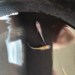 メダカ　明けの明星