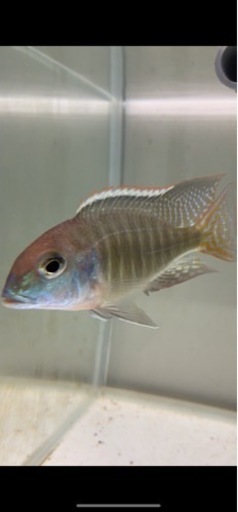 アフリカンシクリッド Lethrinops spec. red cap Tanzania10〜11