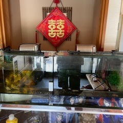 水槽セット、金魚、メダカなどお譲りします