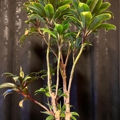 観葉植物　ドラセナコンパクタ　ドラセナ