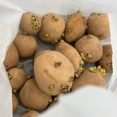 じゃがいも　種芋