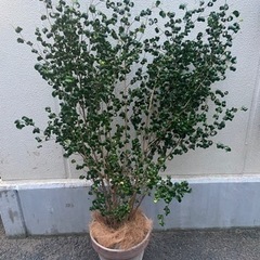 ベンジャミン　バロック　観葉植物　鉢カバー込み