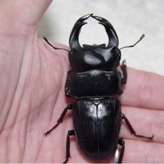 国産オオクワガタ 血統:奈良輪川西 75mmペア　オマケありの画像