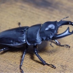 国産オオクワガタ 血統:奈良輪川西 75mmペア　オマケありの画像