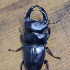 国産オオクワガタ 血統:奈良輪川西 75mmペア　オマケありの画像