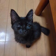 黒猫ブラザーズ2フワフワ毛並み