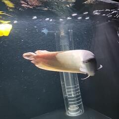 シルバーアロワナの画像