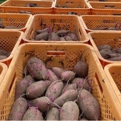 さつま芋10キロ(紅はるか)