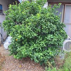 キンカン木　差し上げます