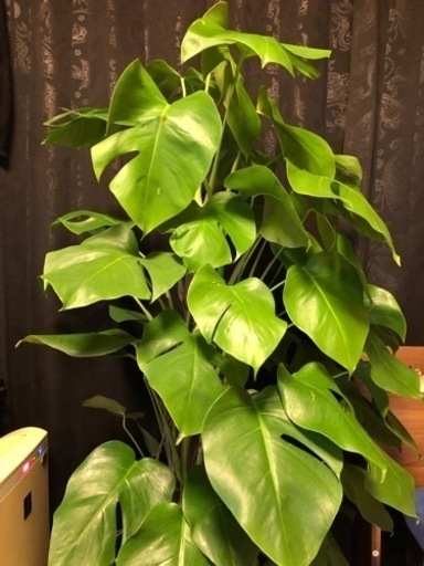 観葉植物　モンステラ