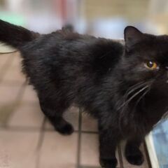 エキゾチックショートヘア差し上げます。