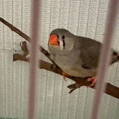 錦華鳥　