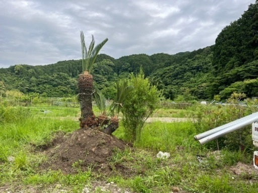 蘇轍　ソテツ　大株