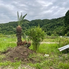福岡県のソテツ その他の中古が安い！激安で譲ります・無料で