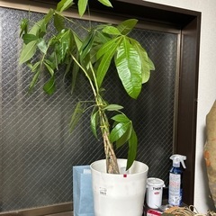 フィカス　ベンガレンシス　観葉植物