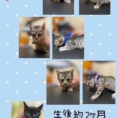 可愛い子猫達4匹