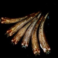 緋牡丹（アルビノ）その他（再出品）