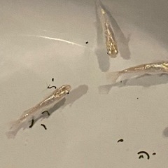 緋牡丹（アルビノ）その他（再出品）の画像
