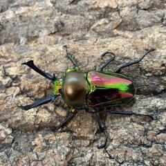 ニジイロクワガタの♂　探してます