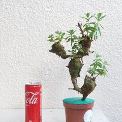 ラウヒー着生