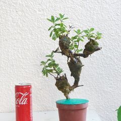 ラウヒー着生の画像