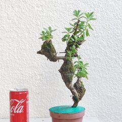 ラウヒー着生の画像