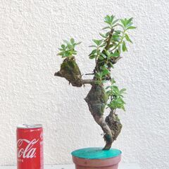 ラウヒー着生の画像
