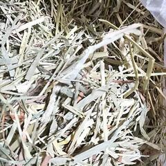 1.5kg位◎ちょっと訳ありチモシー　まとめてお譲りします◎