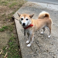 ⭐️素敵なご家族が決まりました⭐️繁殖引退犬の女の子❤️柴ちゃん🐶