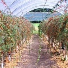 乾燥　クコの実 無添加 200gの画像