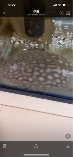 淡水エイ、熱帯魚、ダイダイダイチャ、ダイヤモンドポルカ